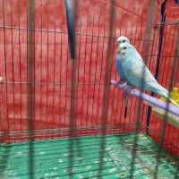 مرغ عشق خوش رنگ و کمیاب