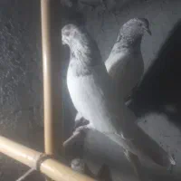 کبوتر پرشی اس|پرنده|مهدی شهر, |دیوار