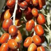 نهال سنجد اصلاح شده ازبک( خرمایی )