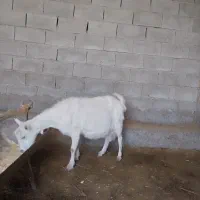 بزسانن|حیوانات مزرعه|نیشابور, فردوسی جنوبی|دیوار