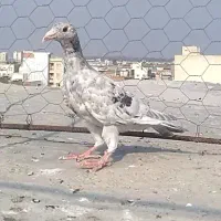 کبوتر اس رنگی و فری|پرنده|گنبد کاووس, |دیوار