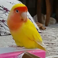 طوطی برزیلی زرد نر|پرنده|بجنورد, |دیوار