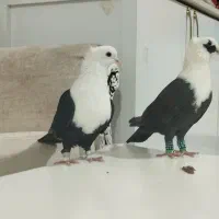 کله سفید کاکول وچپ وراست وسینه سیاه