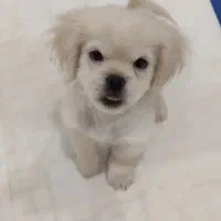 نژاد پیکینیز|سگ|فردیس, فردیس|دیوار