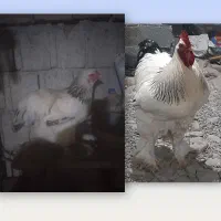 فروش ۱جفت مرغ خروس برهما