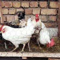 مرغ|حیوانات مزرعه|نجفآباد, رحمت آباد|دیوار