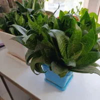 گل‌های آپارتمانی|گل و گیاه طبیعی|بهارستان, |دیوار