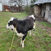 گاو لیشه سیمنتال