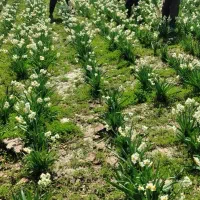 پخش عمده گل نرگس به شهرستان