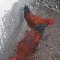 خروس|حیوانات مزرعه|گناباد, |دیوار