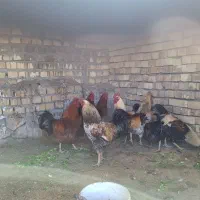 پرنده|پرنده|گلپایگان, |دیوار