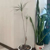 گیاه طبیعی دراسنا با گلدان و با جوانه ی تازه