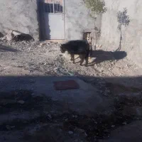 سلام یک بزوبزغاله|حیوانات مزرعه|سده (خراسان جنوبی), |دیوار