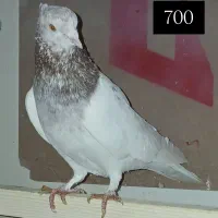 کبوتریاکفتر