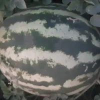هندوانه
