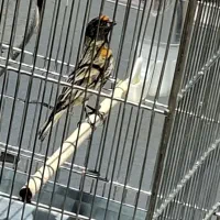 گلبسر نر بخون