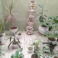اب نما سفالی