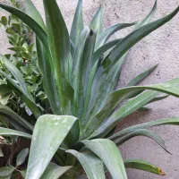 فروش گل آناناسی با گلدان|گل و گیاه طبیعی|بناب, |دیوار