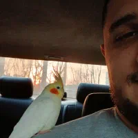 عروس هلندی رام