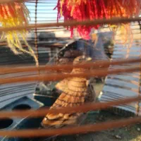 جوجه سهر قناری نر|پرنده|مبارکه, |دیوار