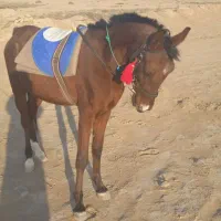 کره نریان|اسب و تجهیزات اسبسواری|بندر گناوه, |دیوار