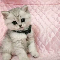 گربه سالم، نژاددار و خانگی