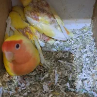 کوتوله عروس گرینچیک