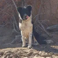 سگ ماده قدرجونی