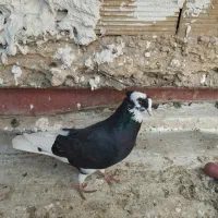 کبوتر شازده،یا معاوضه با مرغ