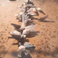 کفتر