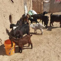 فروش شیش رس بز خوب