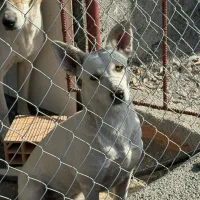 واگذاری سگ پا کوتاه دورگ