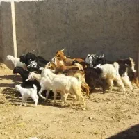 فروش بز و بزغاله نر و ماده