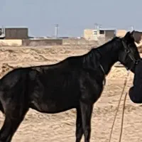 فروش کره اسب نریون۲ساله دره شور وعرب