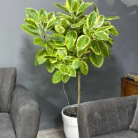 گلخانه من ،بهترین گیاهان + تخفیف ویژه عید غدیر