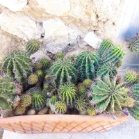 کاکتوس و گل سوسن عنکبوتی