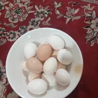 تخم مرغ محلی|حیوانات مزرعه|شیراز, حافظیه|دیوار