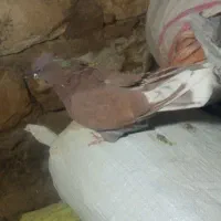 گرگی نازار ماده