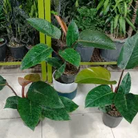 صنایع دستی تزیین