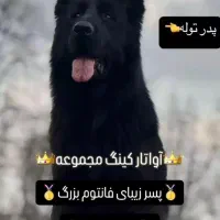 سگ ژرمن شپرد شولاین