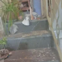 کبوترخرقه ابری|پرنده|اصفهان, شاهد|دیوار