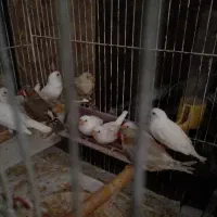 فنچ|پرنده|کاشان, کوچه باسکول|دیوار