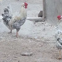 سه عدد خروس گلین خوشکل چهل تاج کللی ریشو|حیوانات مزرعه|قم, شهرک فاطمیه|دیوار