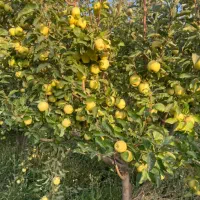 سیب درختی خنداب