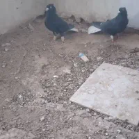 دم سفید جفتی|پرنده|سبزوار, رباط|دیوار