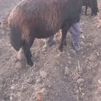 قوچ‌قزل‌افشار