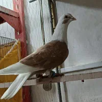 تعداد ۱۰عدد کبوتر پرشی ضدوخوردی