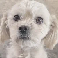 واگذاری سگ (پرورشگاه و سرپناه سگ های خانگی )|سگ|پرند, فاز ۱|دیوار