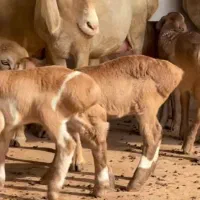 ۳راس میشدوقلوزا همراه ۶بره