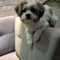 شیتزو دوساله